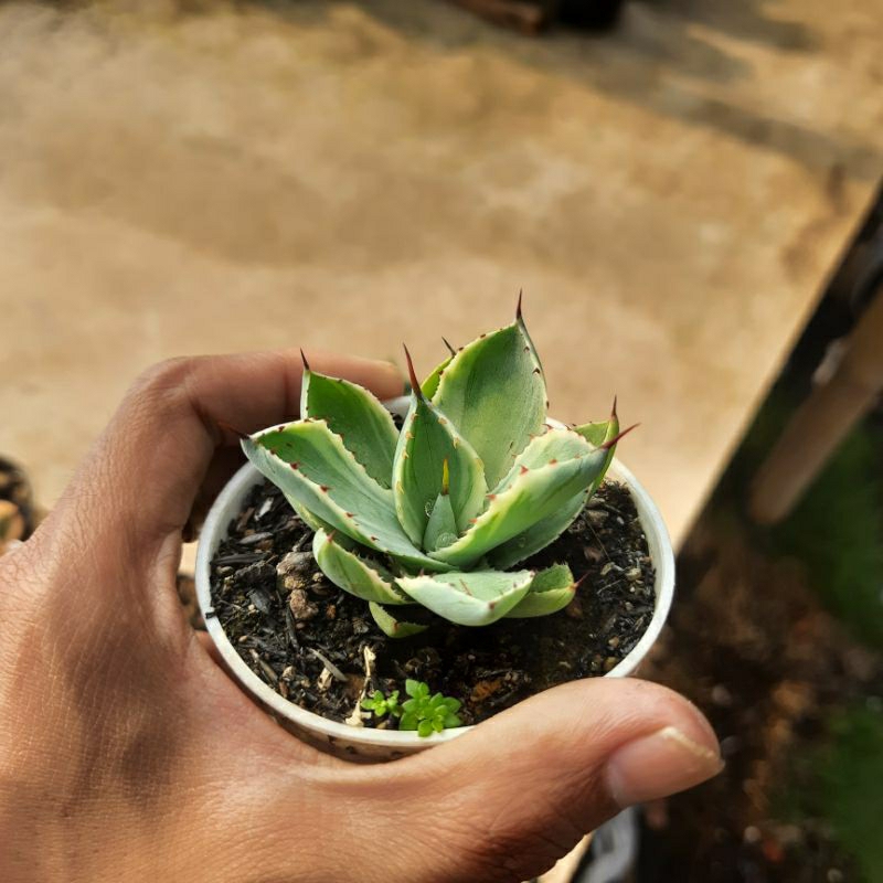 agave potatorum kishoukhan