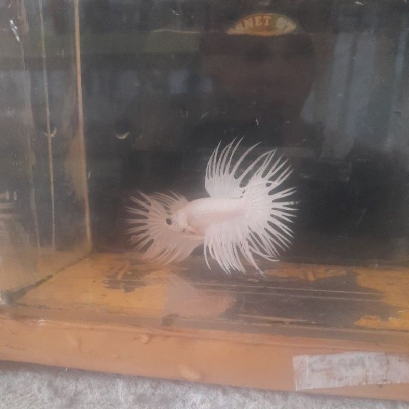 harga promo ikan cupang crowntail white platinum reguler