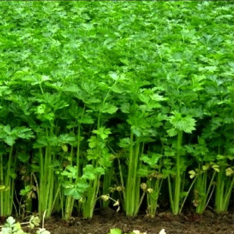 200+  Butir Biji/Benih/ Seledri Sayur Unggul/herbal seledri
