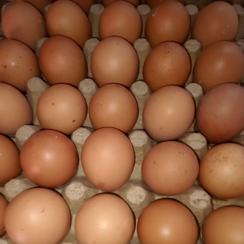 

telur ayam 1 kg