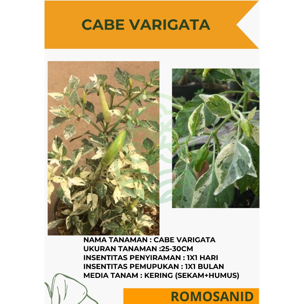 Cabe varigata (bukan varigata obatan) - tanaman bunga hias - bukan benih - ROMOSAN.ID