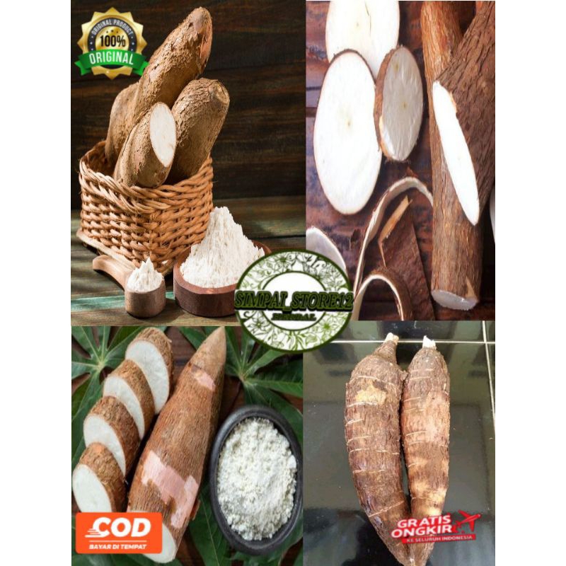 

Jual Singkong Racun 500Gram Singkong