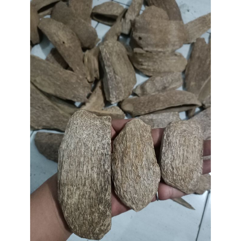 Kayu gaharu AB aquarialia macencis