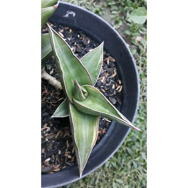 Sanseviera Samurai Dwarf Varigata