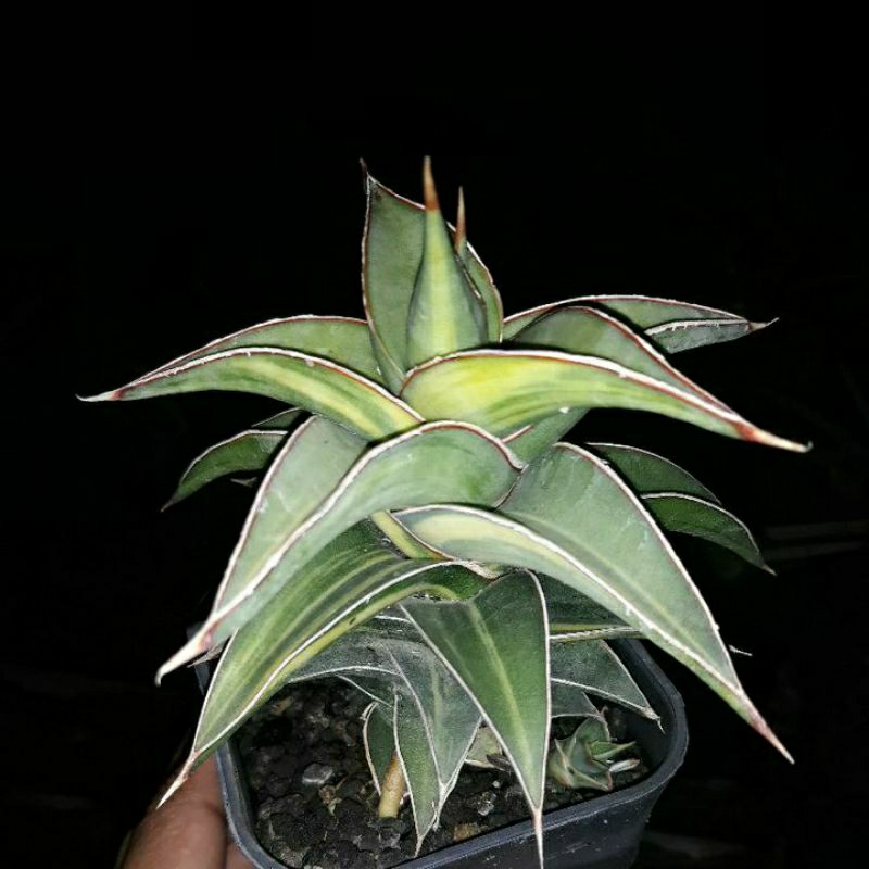 Sanseviera Lavranos 51 varigata