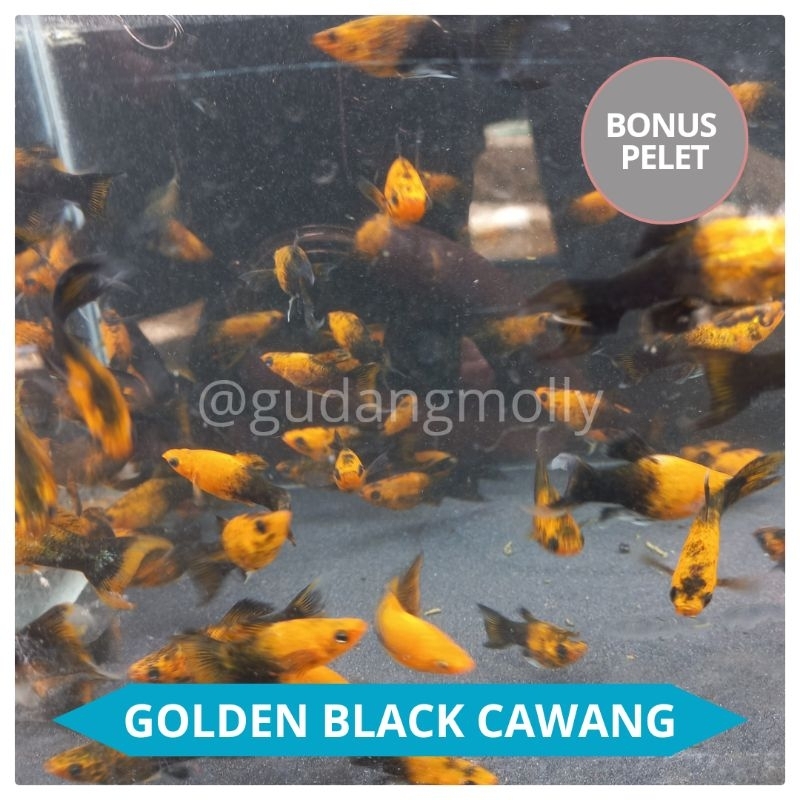 Hiasan Aquarium Molly Golden Black Cawang