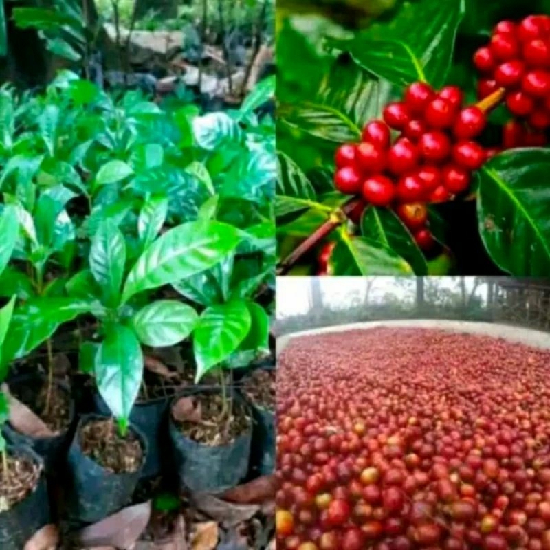 Bibit Kopi Arabika Super. (Hasil Okulasi). Asli tanaman berkualitas cepat berubah lebat...