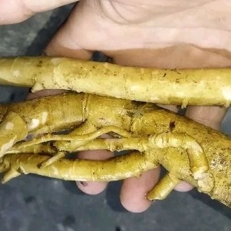 

AKAR PEPAYA SEGAR FRESH 1 KG