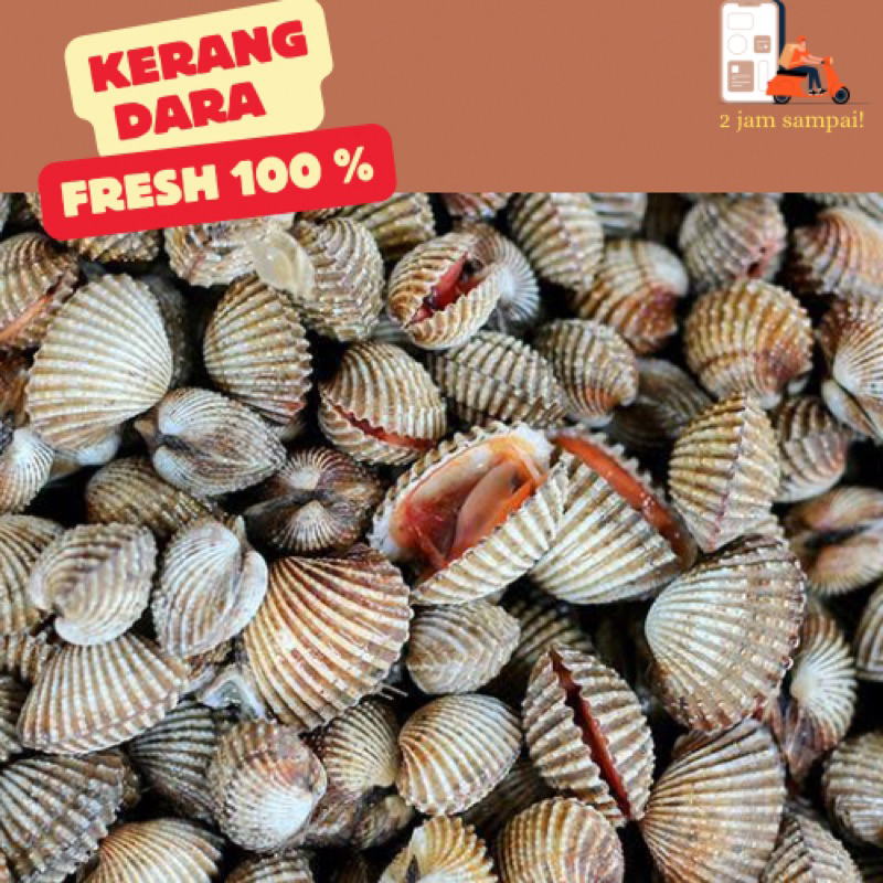 

Kerang Dara Hidup Kerang laut Seafood Fresh KIRIM INSTAN BANDUNG