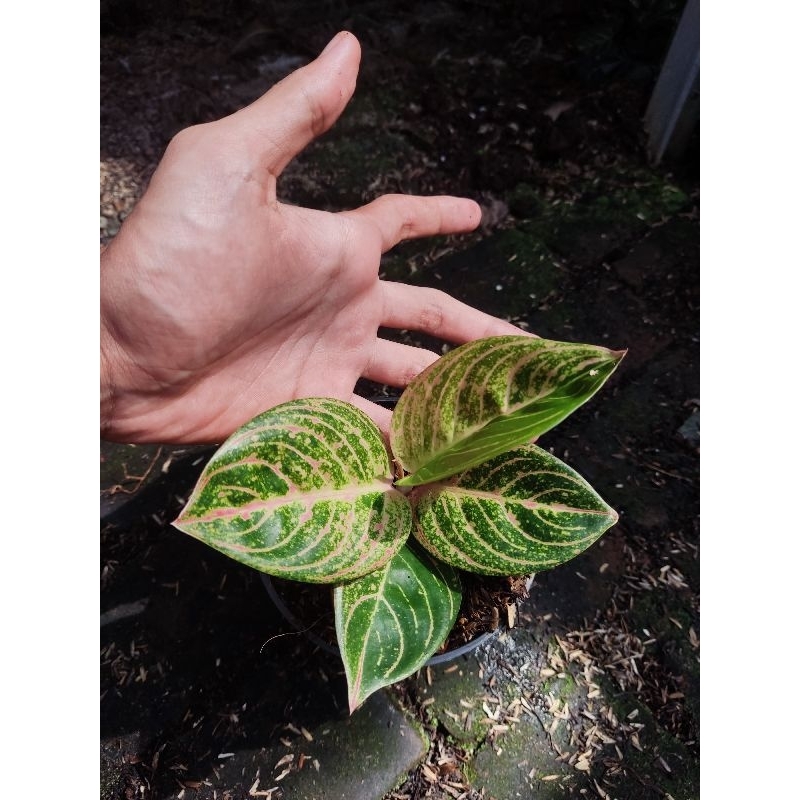 aglonema Asri merah tanian lokal