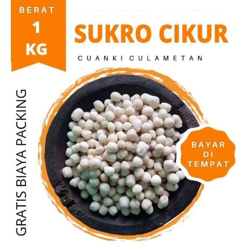 

pilus cikur atau sukro kencur kiloan 1 kg