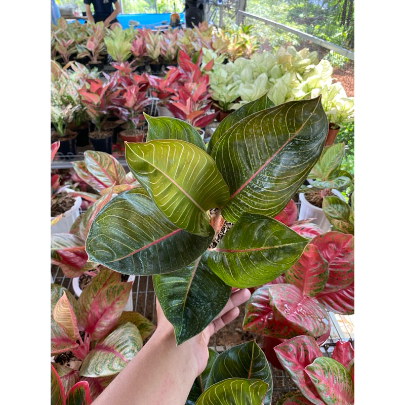 Aglonema Moonlight Gerhana