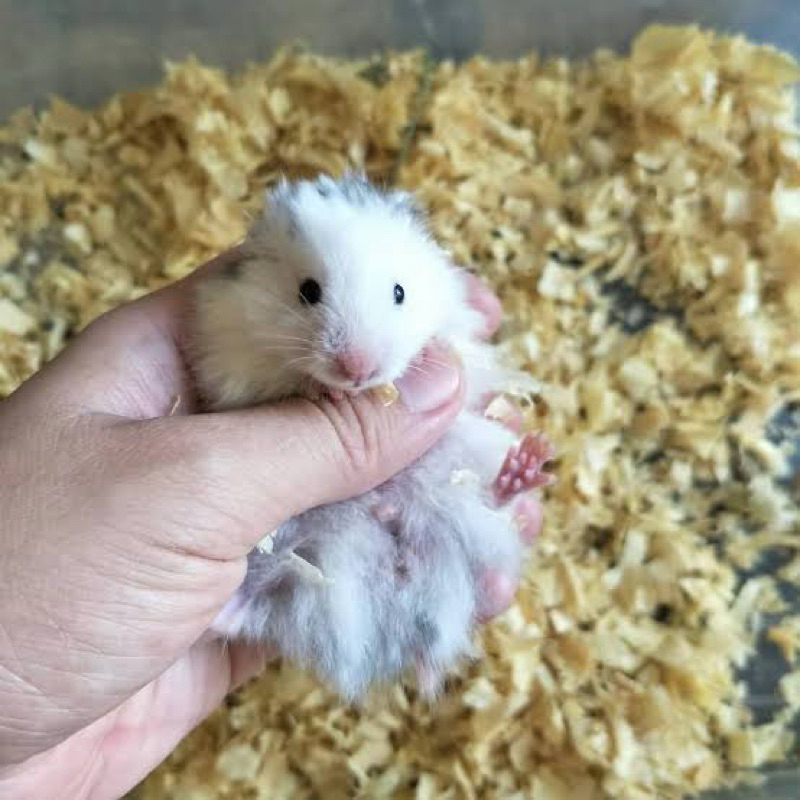 KOPANCIMEL HAMSTER SYRIAN FUJIYAMA LONGHAIR