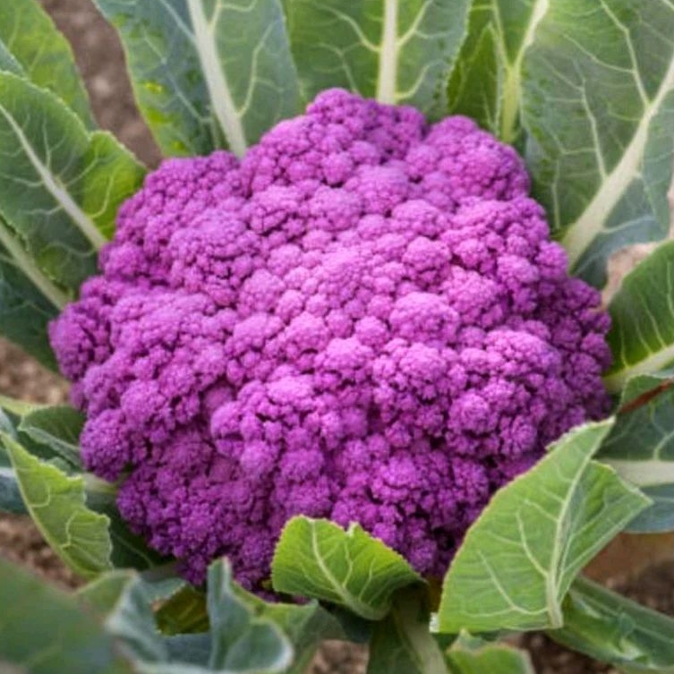 10 Benih Bibit Biji Brokoli ungu