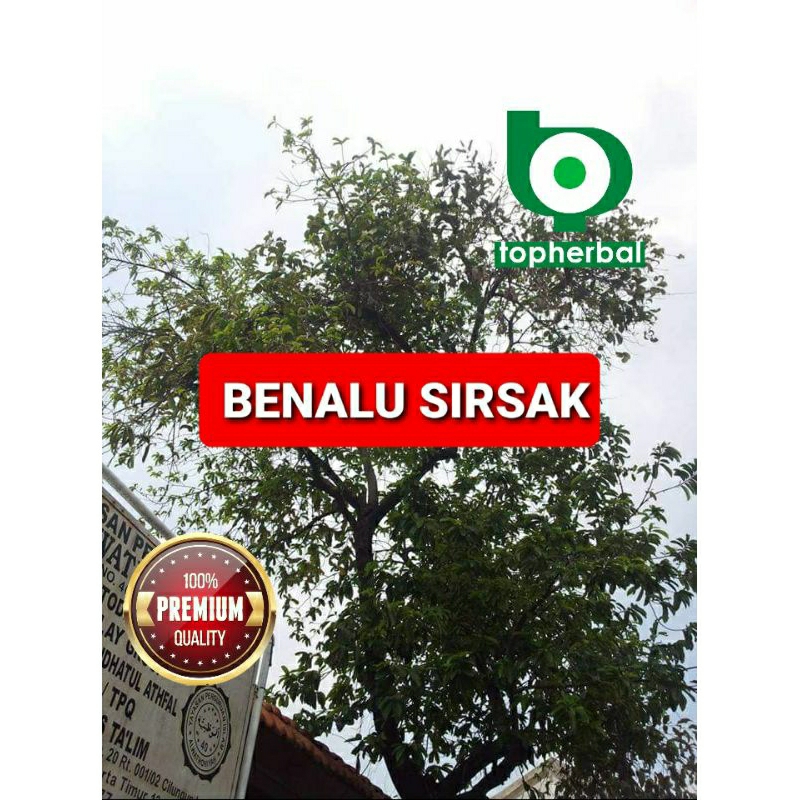 

Benalu Sirsak Segar/Fresh 1 KG