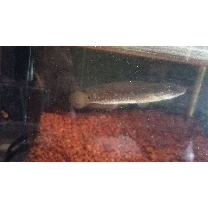 channa asitica rsws 7-10 cm