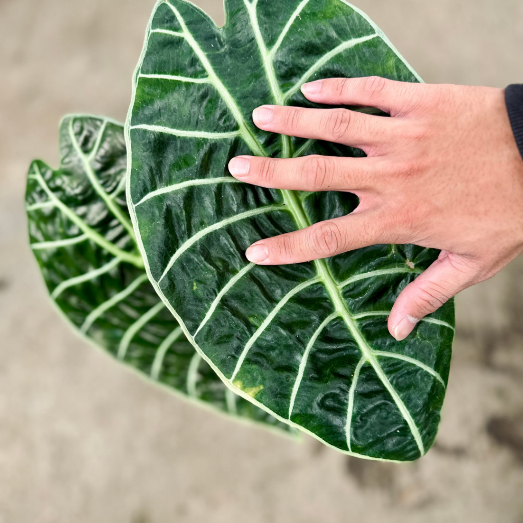 Alocasia Watsoniana