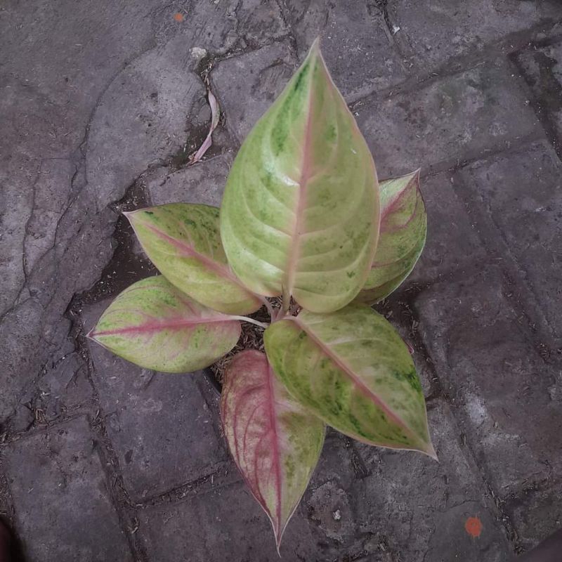 aglonema golden siam