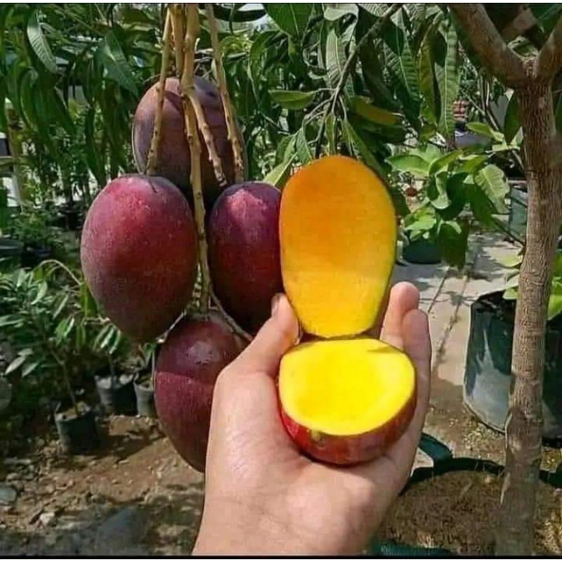 Bibit mangga Irwin super