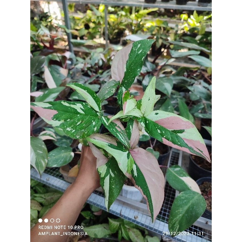 Syngonium Red Spot Tricolor