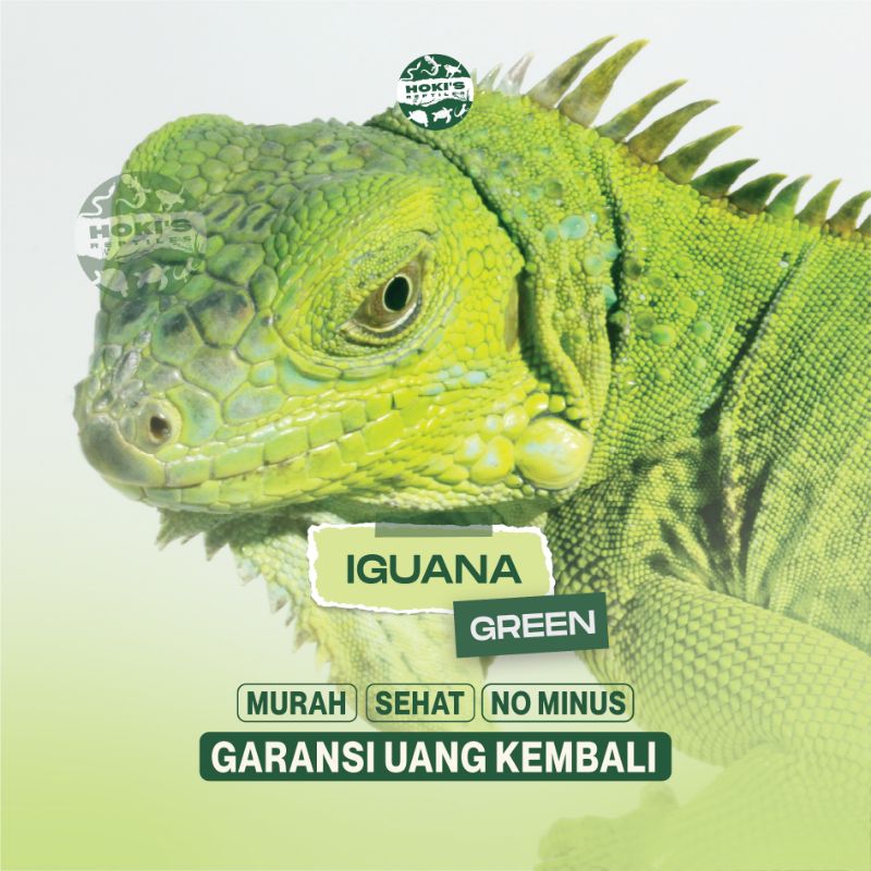 PELET IGUANA GREEN JUVE UP MINUS EKOR 47CM AGRESIF