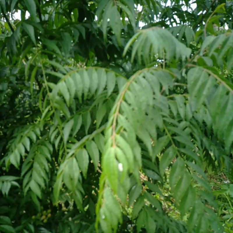 

Korokeling / Salamkoja / Kare petik segar