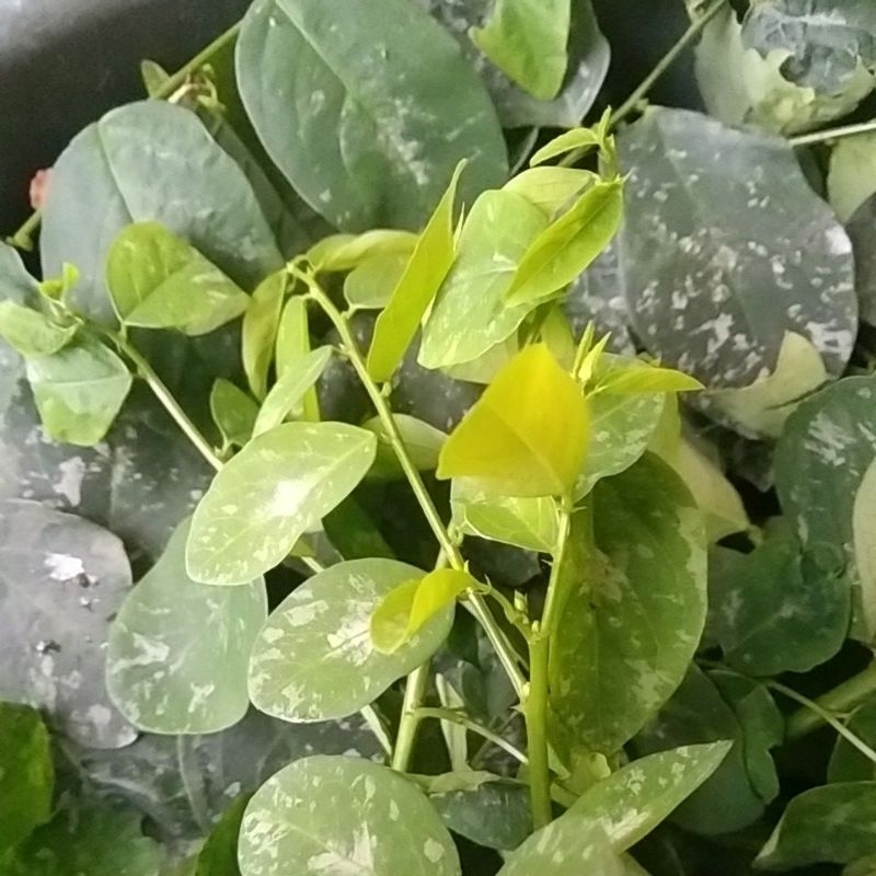 

Daun Katuk Sayur Segar Asi Booster Katu Daun Susu Sauropus Androgynus