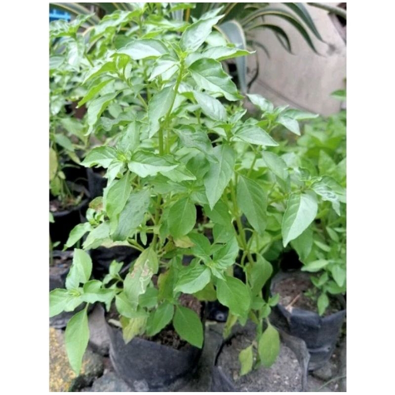 Bibit kemangi siap tanam