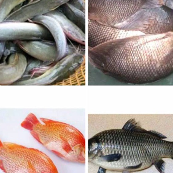 

ORIGINAL Ikan Patin Nila Merah Mas Lele Mujaer Bawal Gurame