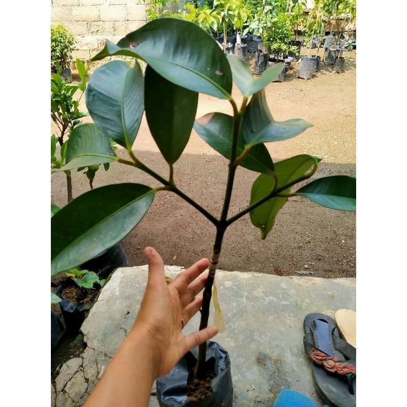 BIBIT MANGGIS OKULASI