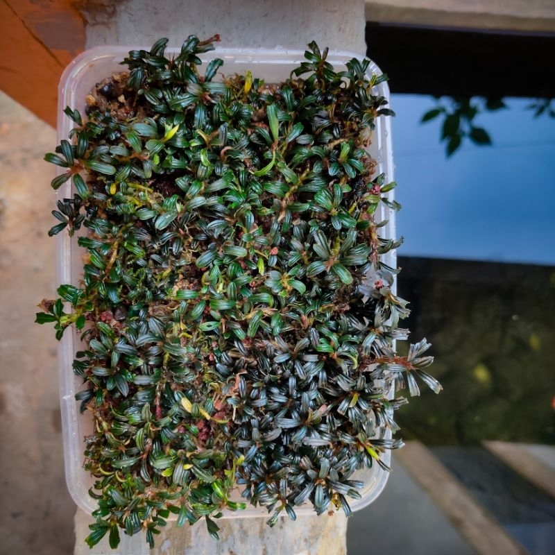 bucephalandra mini phantom porsi 12x7cm