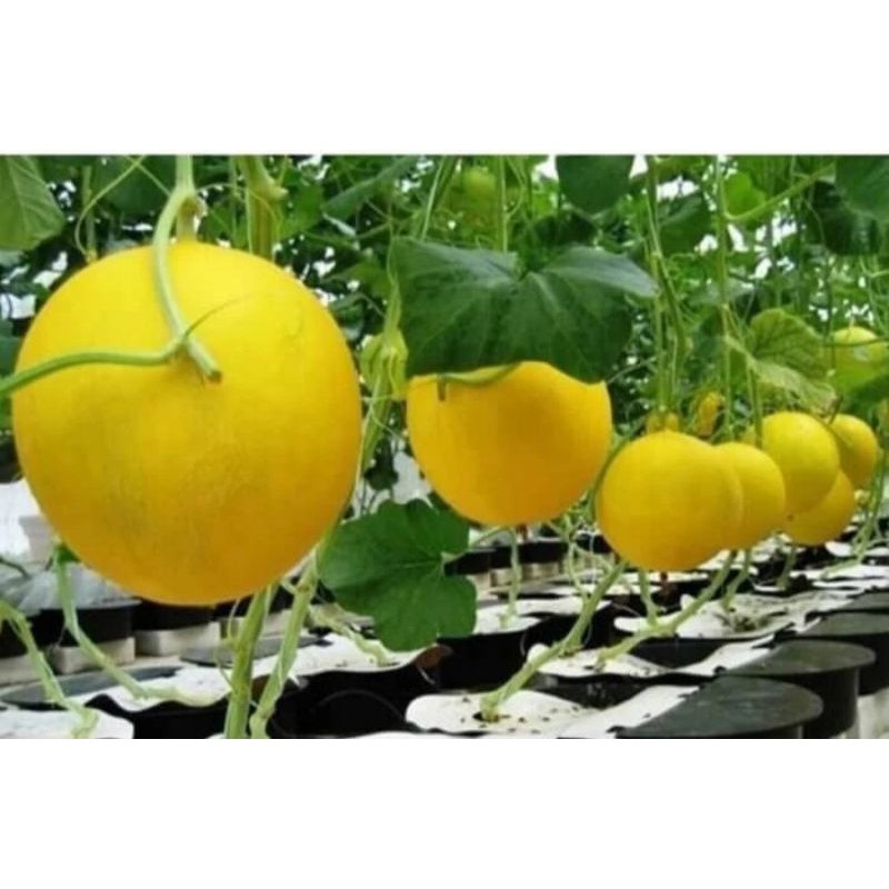20++ BIBIT BENIH MELON F1 GOLDEN UNGGULAN