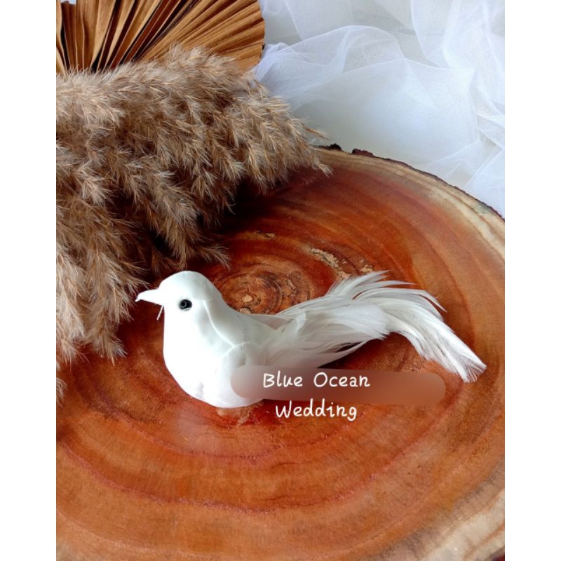 SPONS BURUNG MERPATI PUTIH