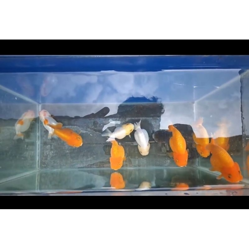 Ikan Mas Koki Ranchu Buffalo