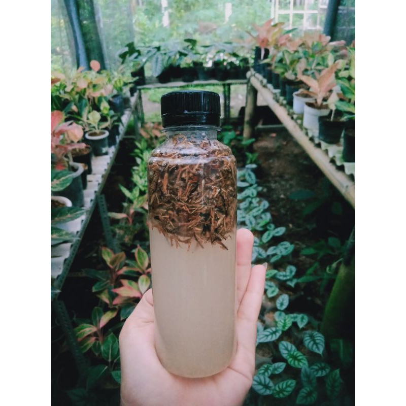 Jakaba jamur keberuntungan abadi/ bibit jakaba/ biang jakaba .