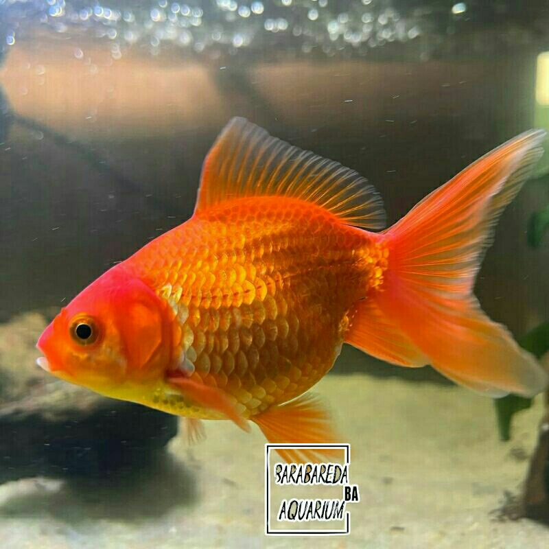ikan koki oranda