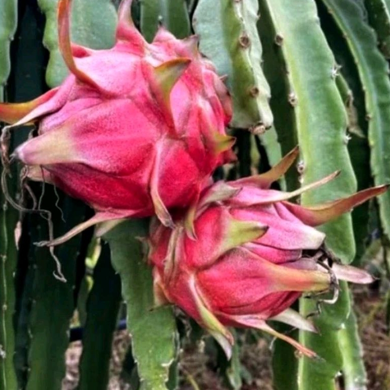 30 Benih Bibit Biji Buah naga merah besar