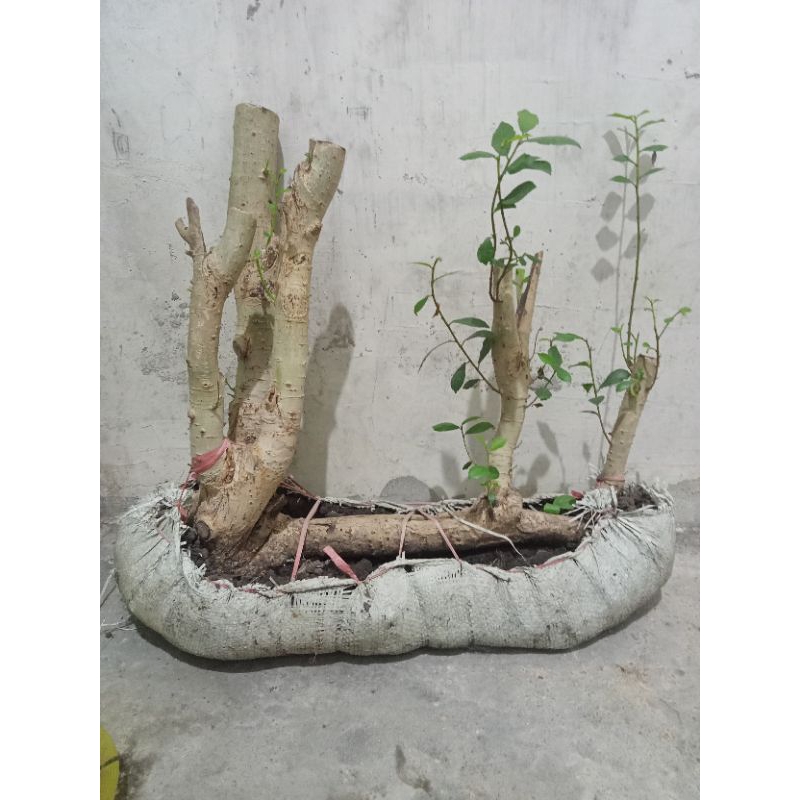 bahan bonsai serut raft panjang