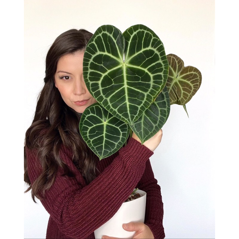 Tanaman Hias Koleksi Anthurium Clarinervium-Tarantula Size Dewasa/Jumbo