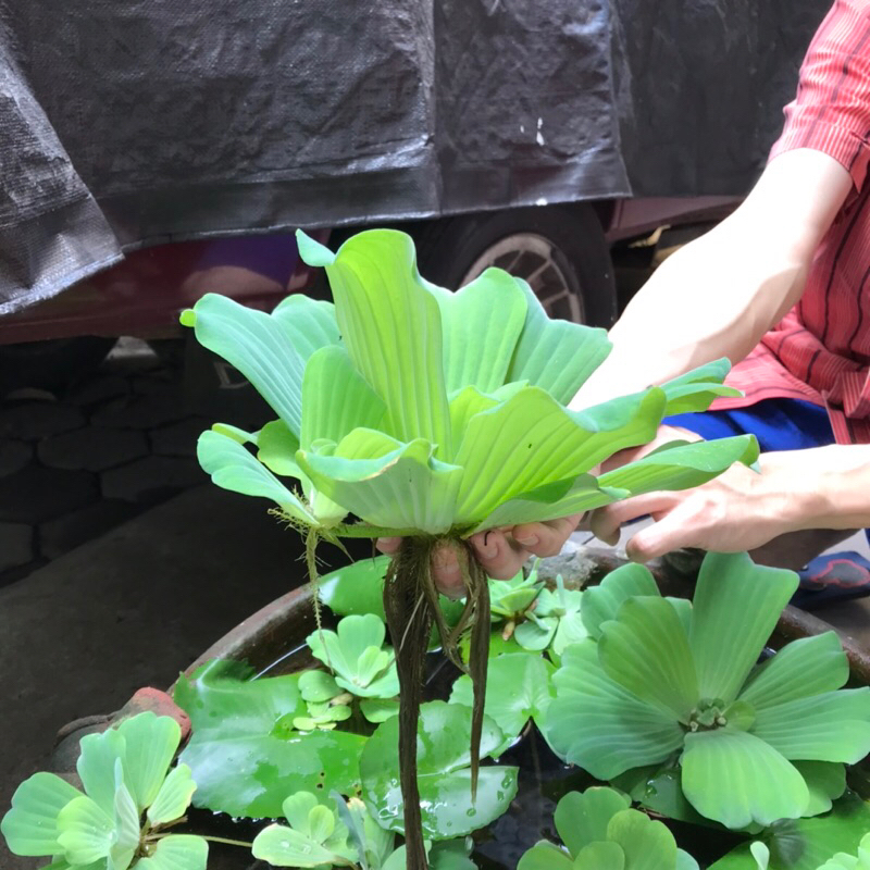 Apu Apu Air / Kiambang / Kapu Air / Tanaman Apung Kolam Aquascape Aquascaping Jambangan Mini Kecil S