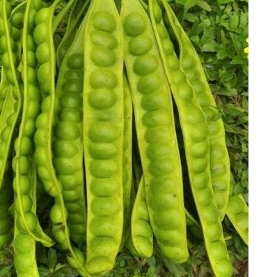 

Pete asli 1ikat 10papan