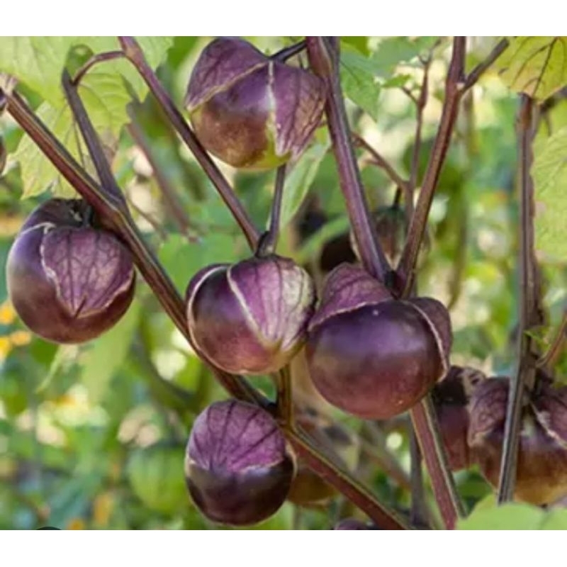 Benih ciplukan ungu jumbo isi 3 biji