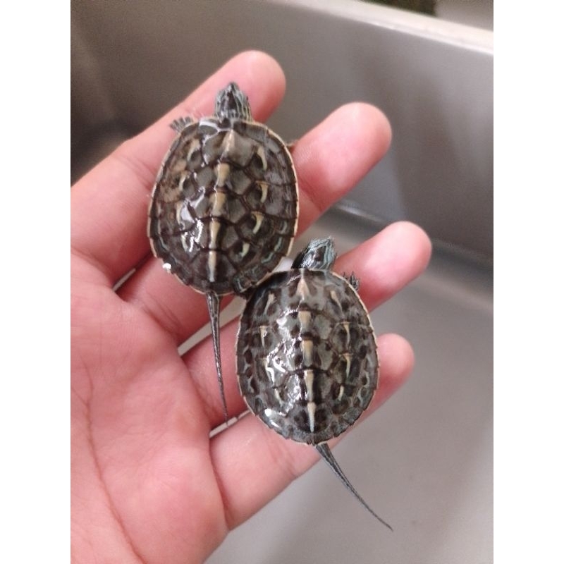 Hiasan aquarium ocadia sinensis baby