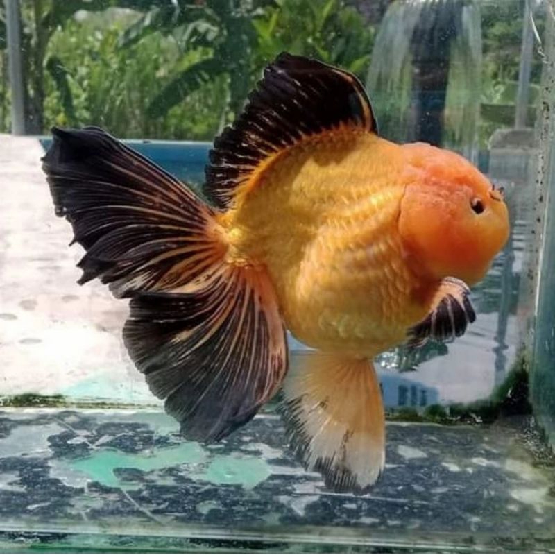 ORANDA BLACK GOLD GRADE A&F1