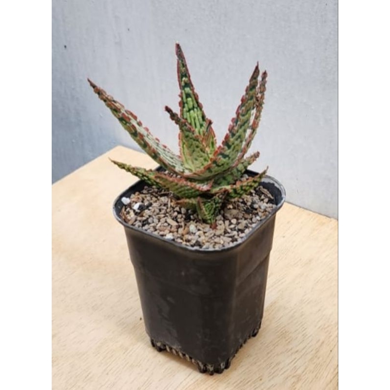 aloe hybrid TCT "salmon marbel"