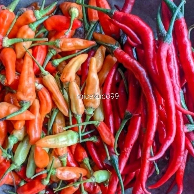 

MIX CABE RAWIT CABAI KERITING MERAH CAMPUR ORGANIK SEGAR FRESH LOMBOK