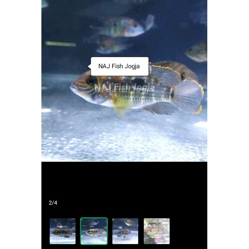 Ikan Green Terror Golsom Cichlid Cakep Penghias Aquarium Gojek Only