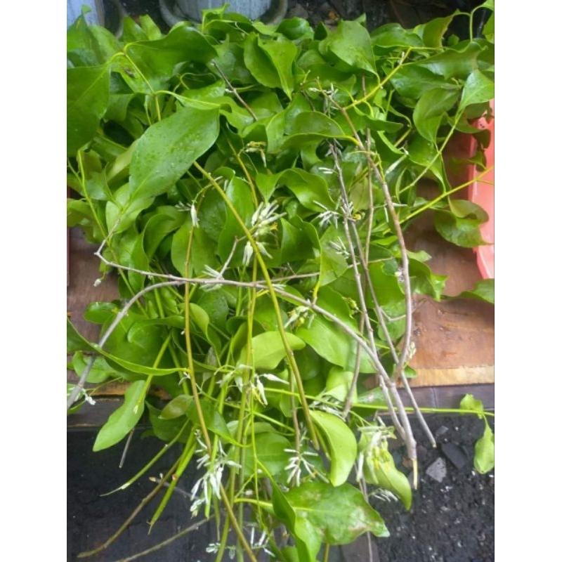 

Benalu Fresh 1000 Gram