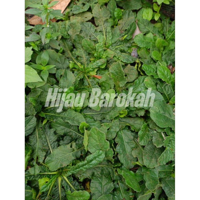 

Daun Tapak Liman Murah (BELI 5 GRATIS 1)