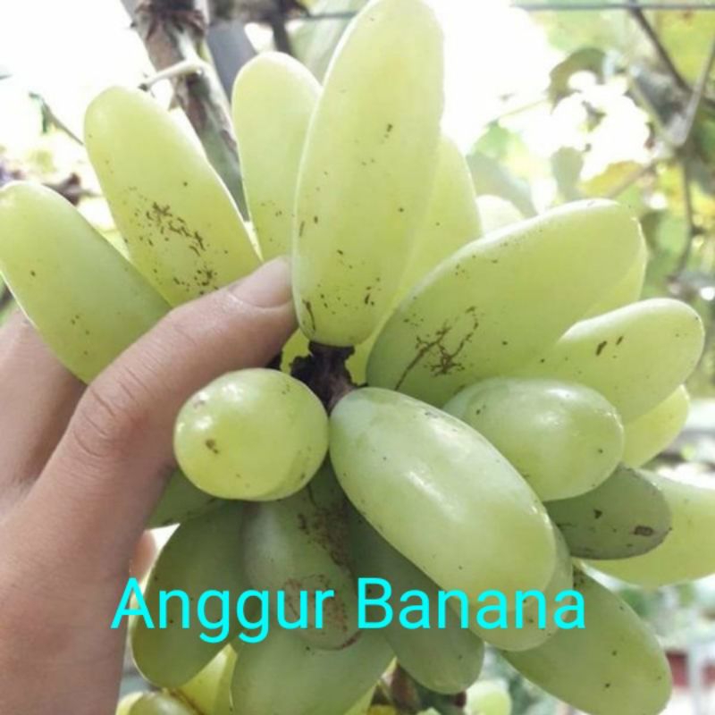 bibit anggur banana